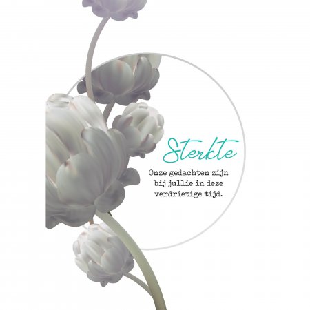 Kaart Condoleance Tulips white
